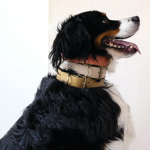 Braided Leather Dog Collar w/ Metal Buckle | 6 Colors