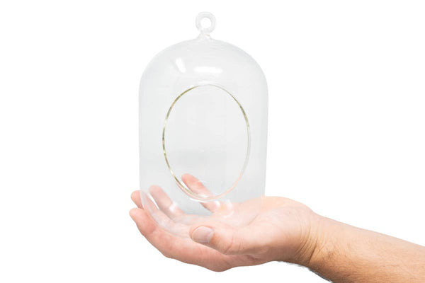 Capsule Terrarium