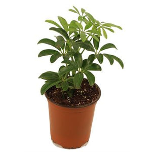 schefflera arboricola poisonous Schefflera arboricola