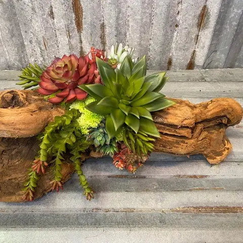 Cacti Succulent Log