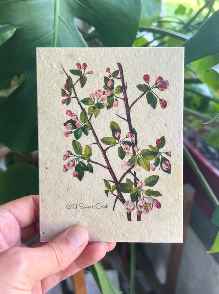 Plantable Seed Cards | Wildflower Seeds