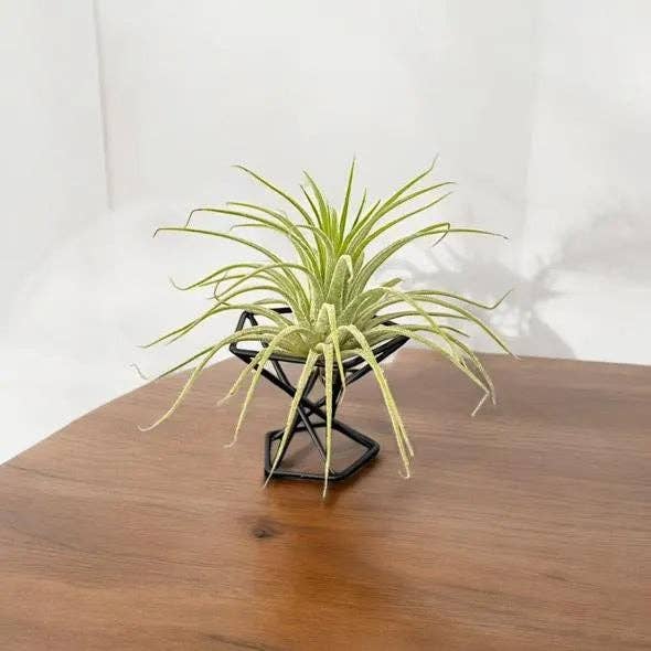 Mini Plant Stands – Small  Metal Plant Holders for Indoor Planters – Boho, Rustic, Mid-Century Display Stands for Air Plants