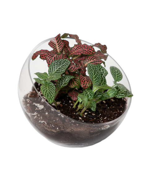 Glass Terrarium Bowls - Asst. Sizes