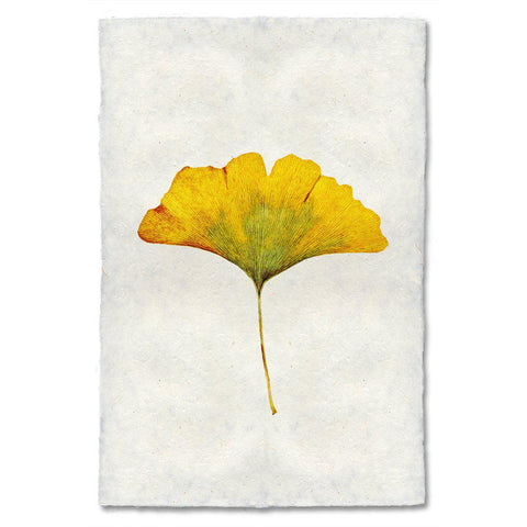 Ginkgo