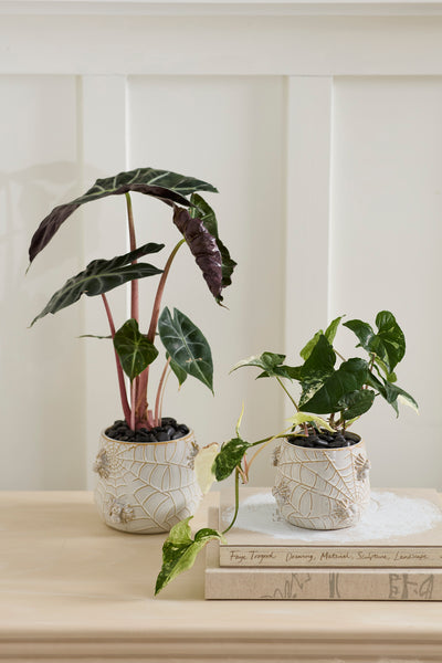 House Spider Pot