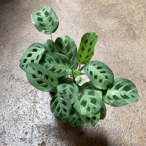 Maranta leuconeura 'Green' | Prayer Plant