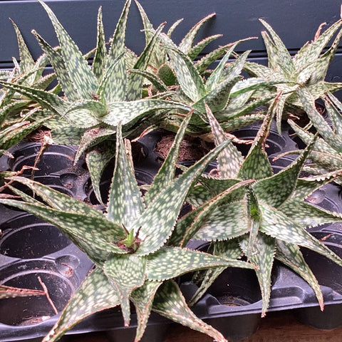 Aloe Frontier
