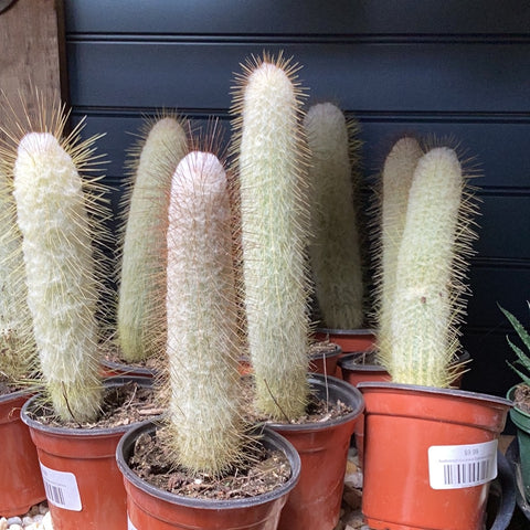 Austrocephalocereus Dybowskii Cactus