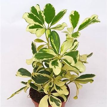 Arbicola Moondrop (Mini)