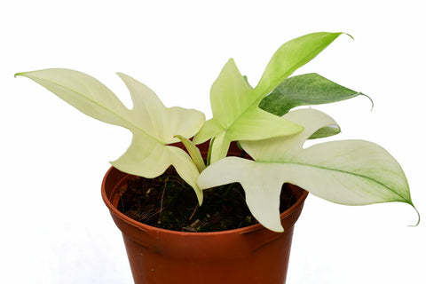 Philodendron 'Yellow Ghost'