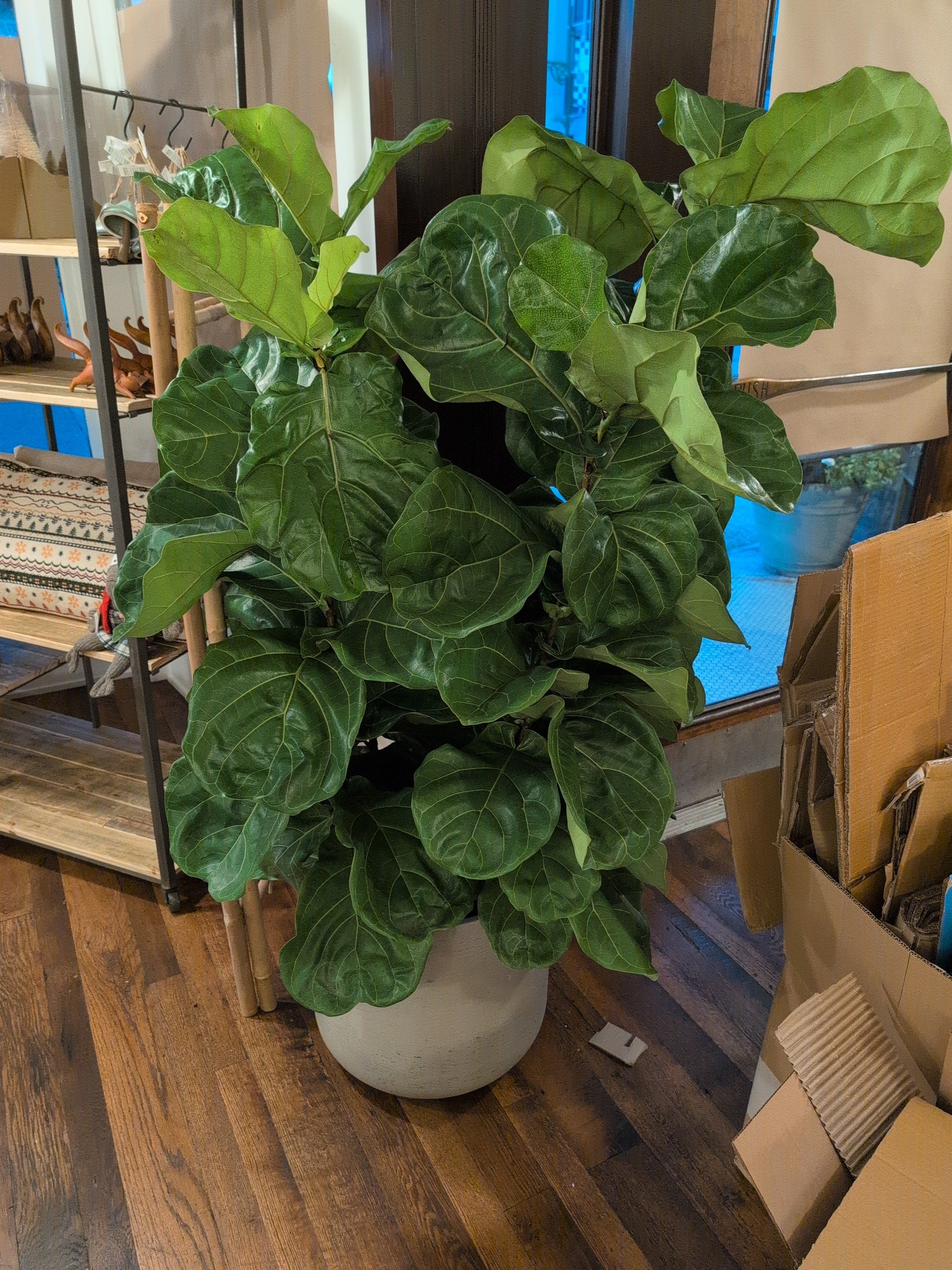 planta fiddle leaf fig Ficus lyrata