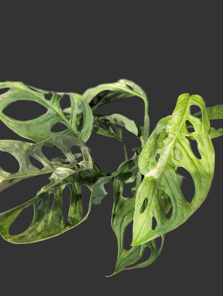 Monstera adansonii | Swiss Cheese Vine, Mint 6”