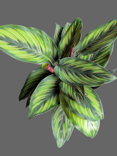 Calathea "Beauty Star"