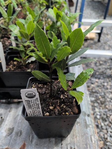 Bay Laurel | 1 Quart