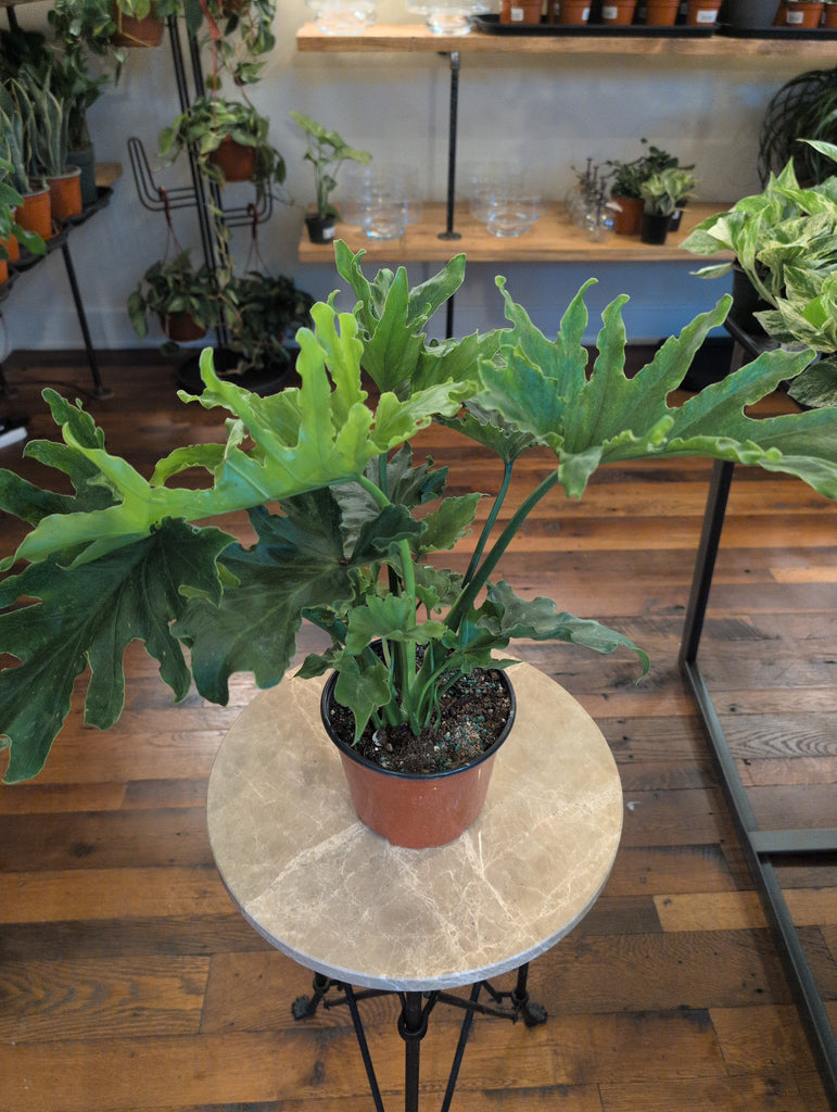 philodendron lickety split Philodendron 'Lickety Split' – Lichen or Knot Plant Company LLC