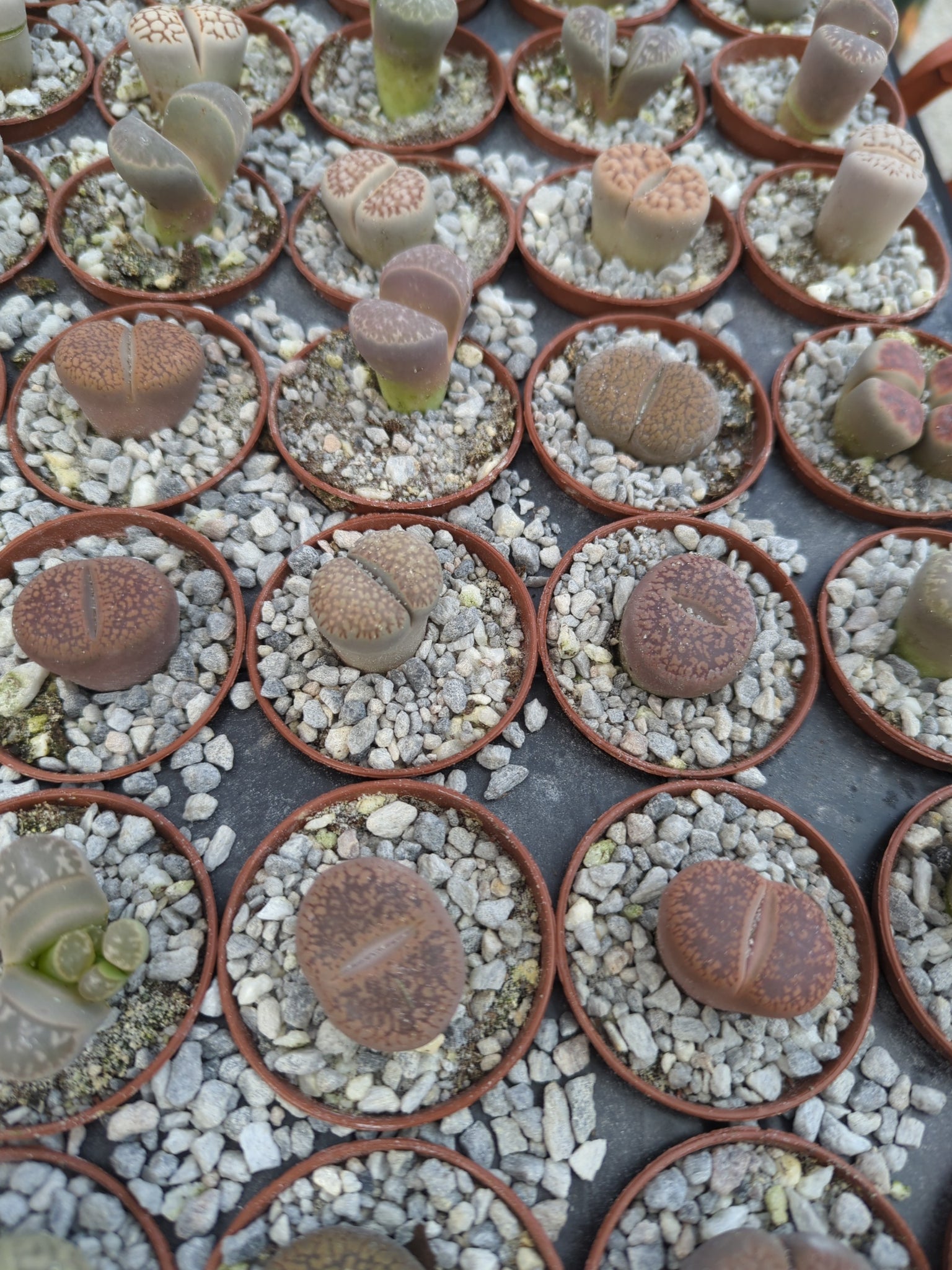 Lithops - 2 inch