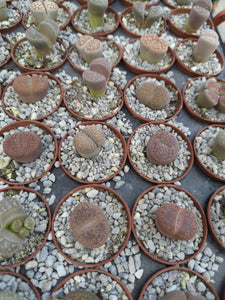 Lithops - 2 inch