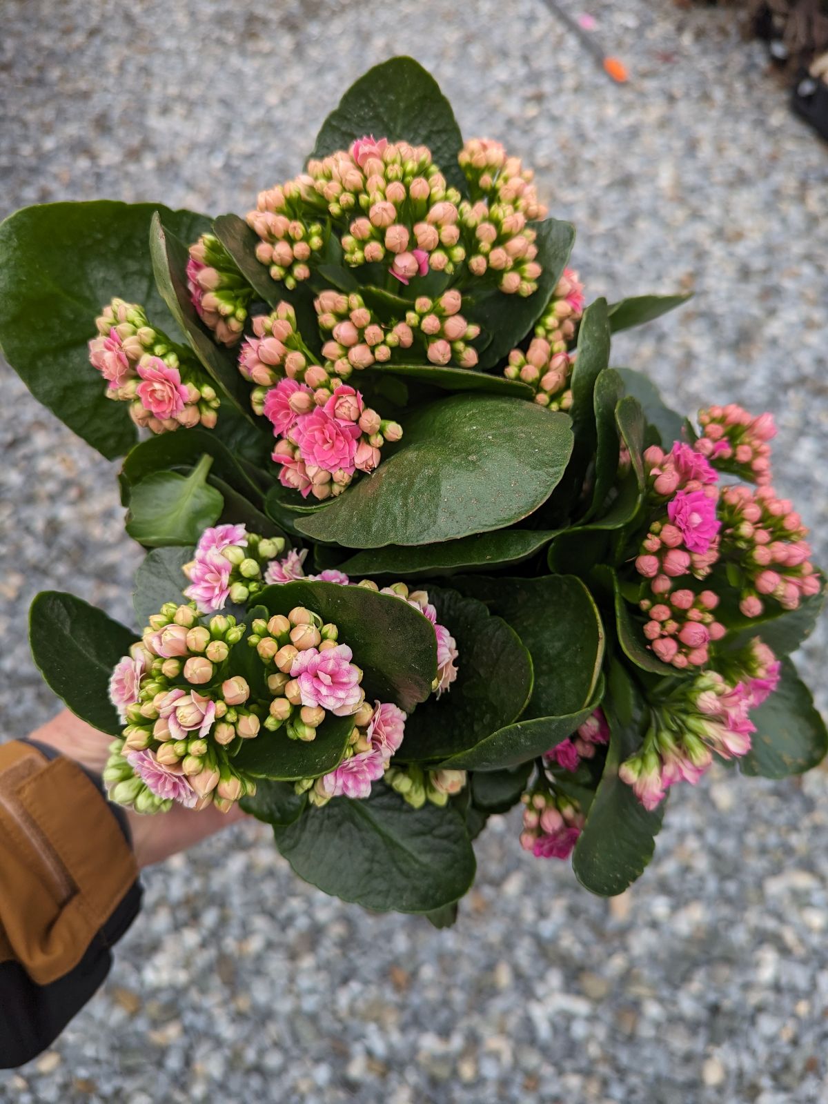 indoor calandiva plant Calandiva