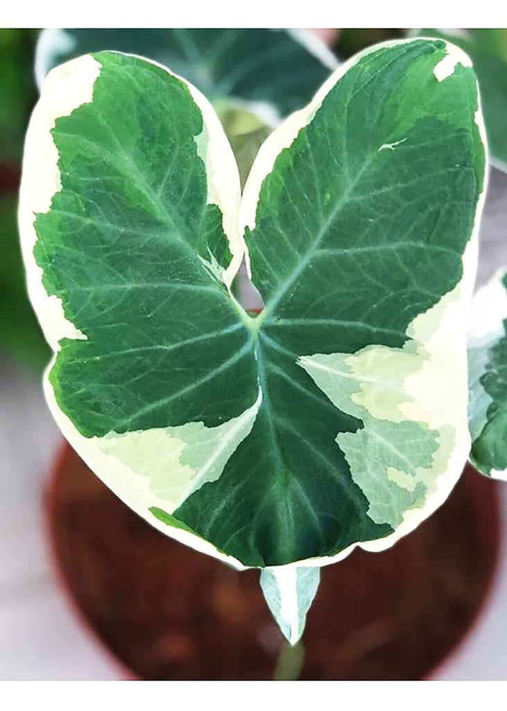 mickey mouse elephant ear plant Alocasia Mickey Mouse – Lichen or Knot Plant Company LLC
