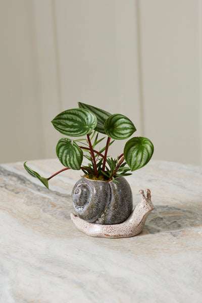 Snail Pot with Saucer