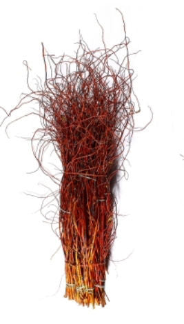 Copper Red Curly Willow