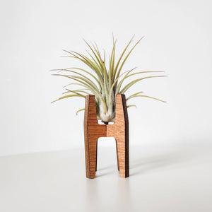 Curved Sides Wooden Air Plant Display Stand