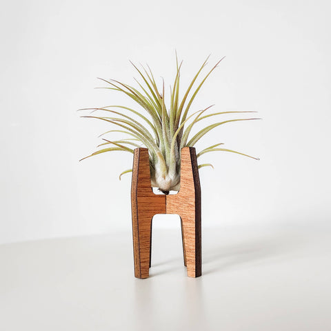Curved Sides Wooden Air Plant Display Stand