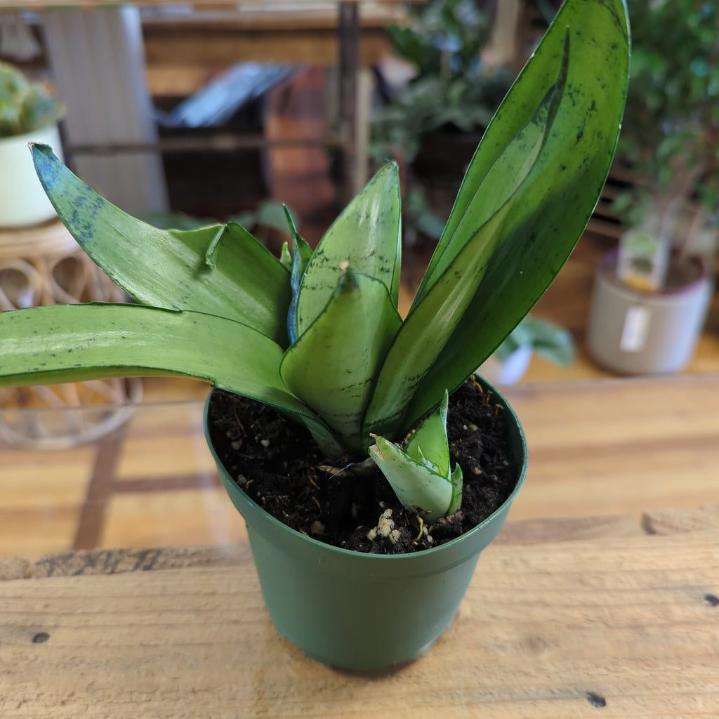 sansevieria moonshine buy Sansevieria Moonshine – Lichen or Knot Plant Company LLC