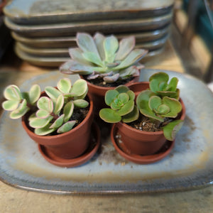 Fairy Pots | Assorted