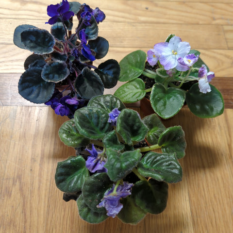 African Violet Assorted Varieties