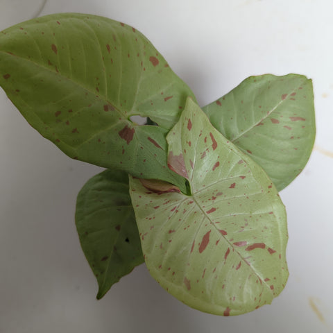 Syngonium Milk Confetti