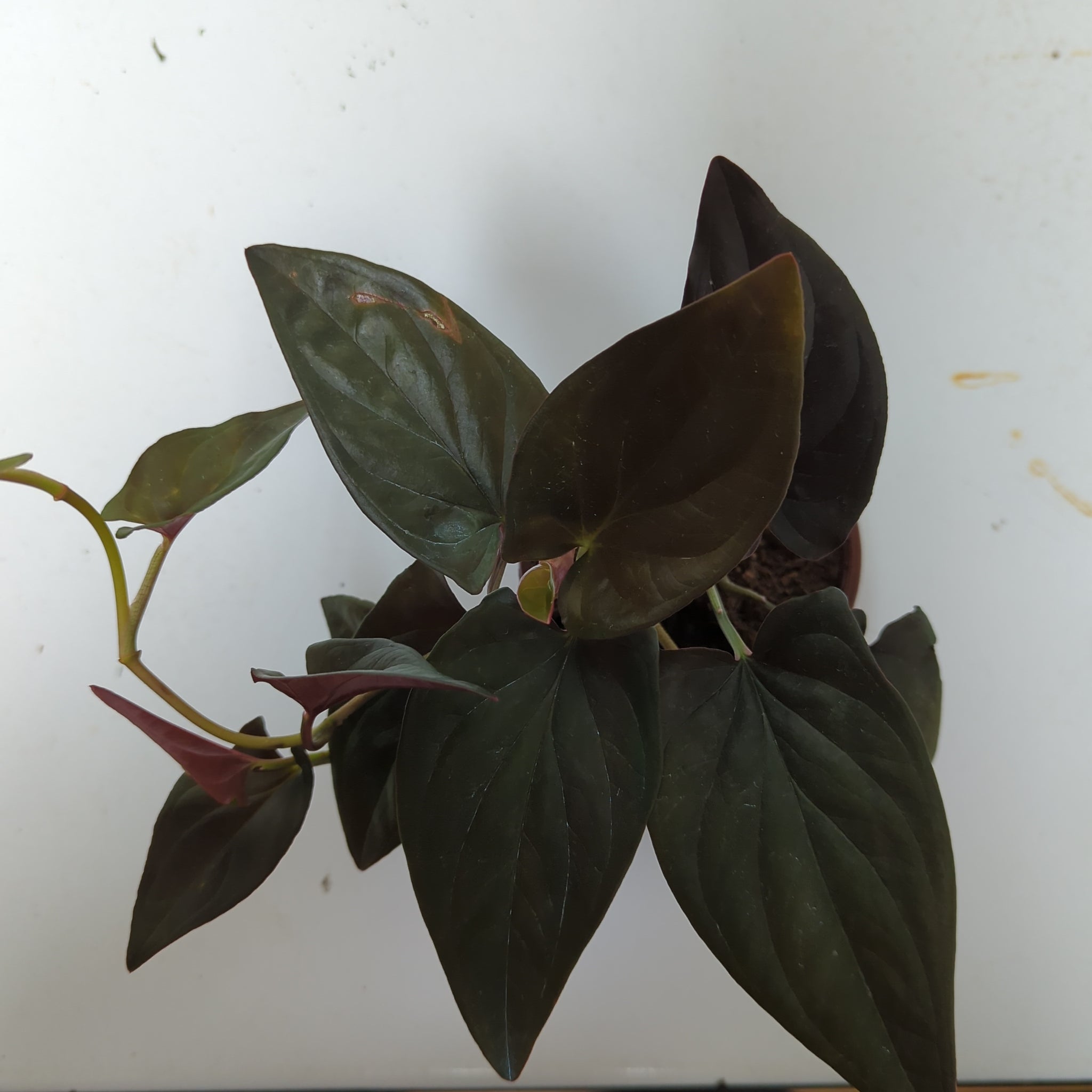 Syngonium Red Arrow