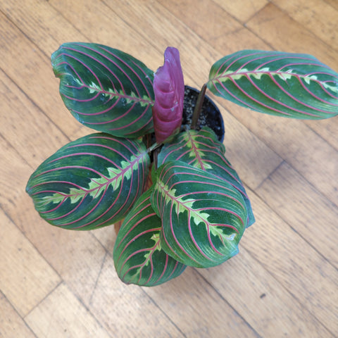 Maranta Red