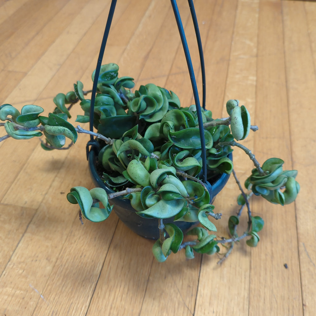 indian rope succulent Hoya compacta 'Hindu Rope' – Lichen or Knot Plant Company LLC