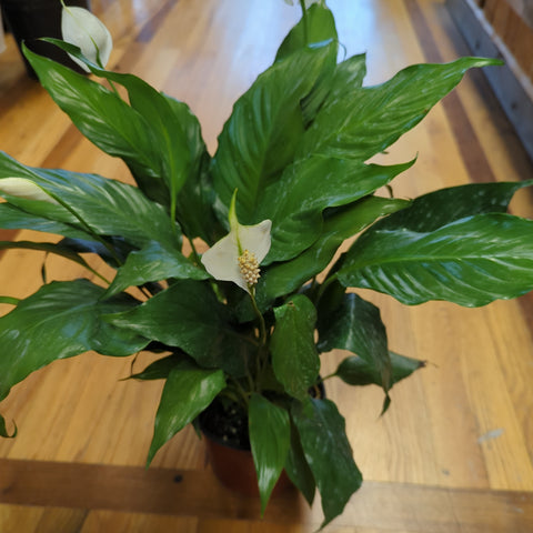 Spathiphyllum Flowerbunch