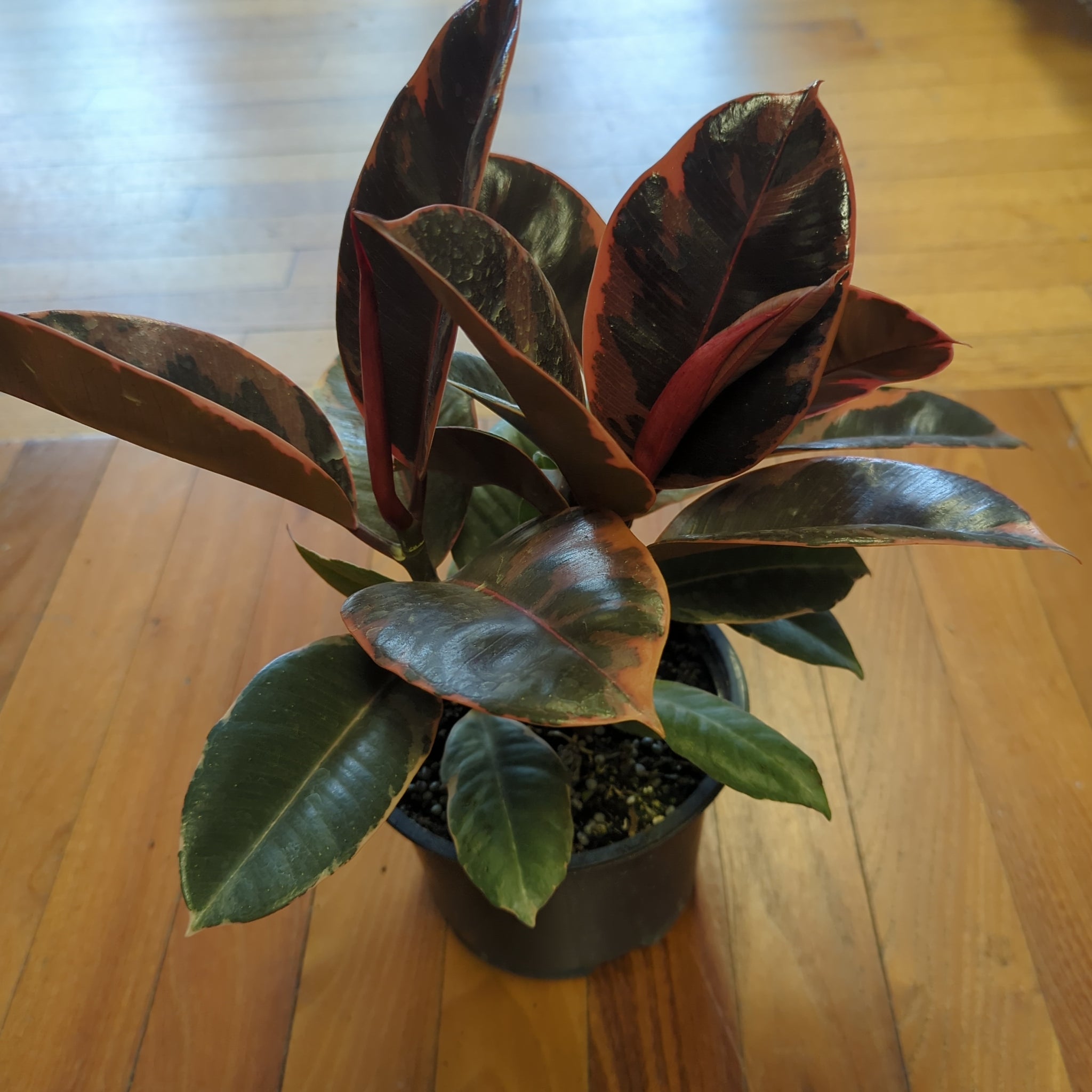 10 Inch Ficus Ruby Ficus Ruby – Lichen or Knot Plant Company LLC