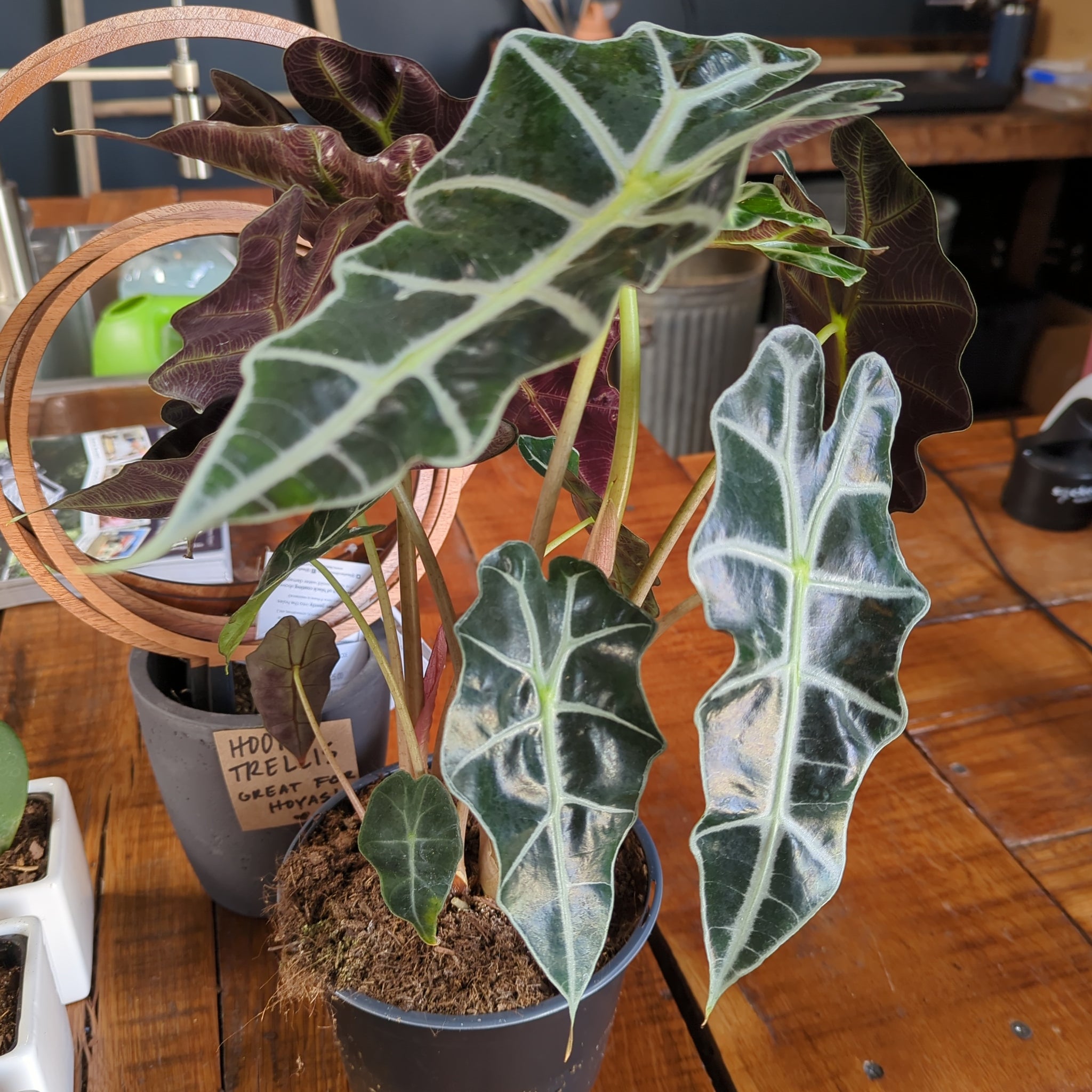 Alocasia amazonica 'Polly'