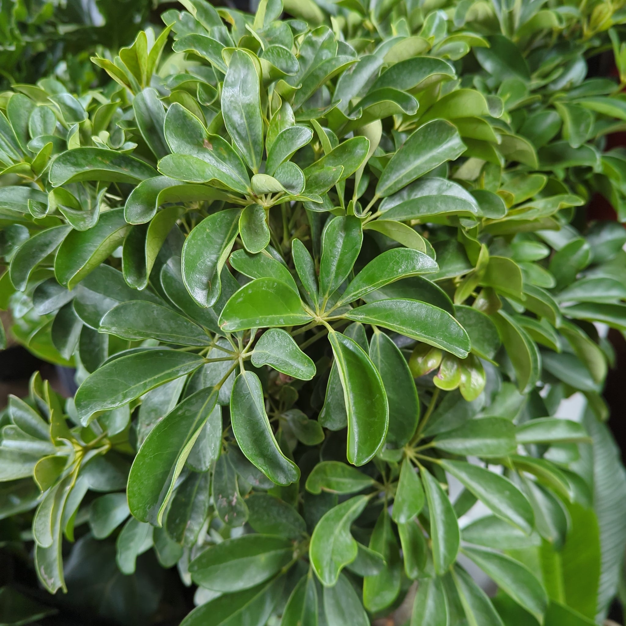Schefflera arboricola | Umbrella plant  Lichen or Knot Plant Company LLC