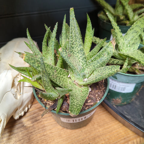 Aloe White Fox