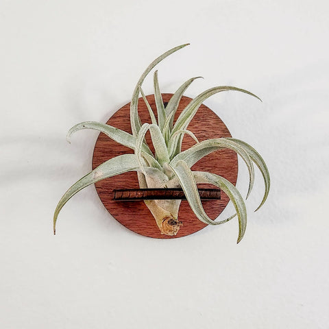 Air Plant Holder, Wall Hanging, Wooden Round