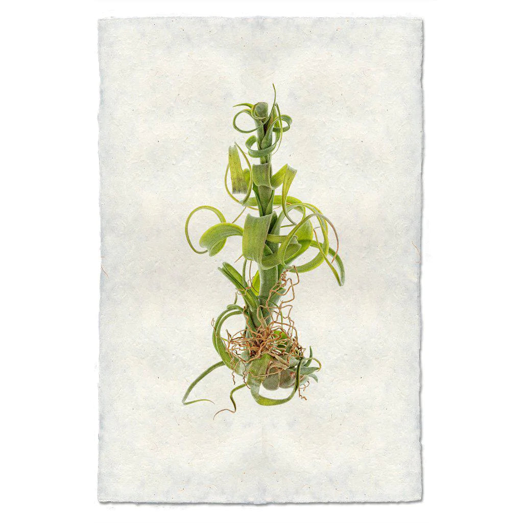 Image of green Barloga air plant print on Nepalese paper