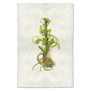 Image of green Barloga air plant print on Nepalese paper