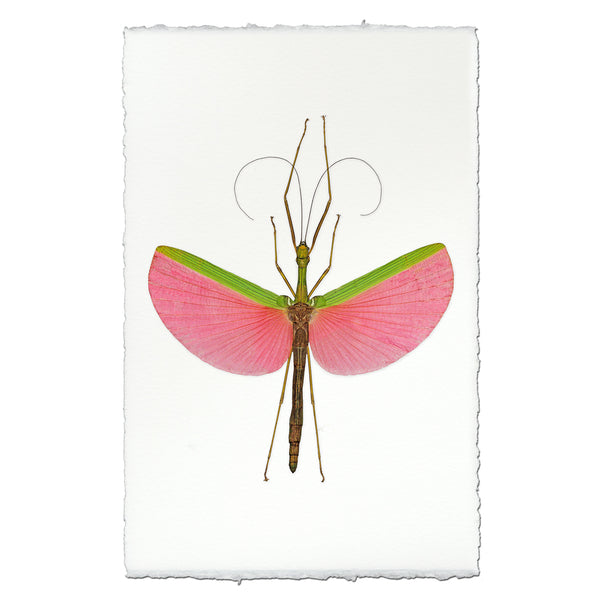 Pink Stick Bug