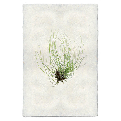 Image of Barloga print of Tillandsia Fuchsii on Nepalese paper