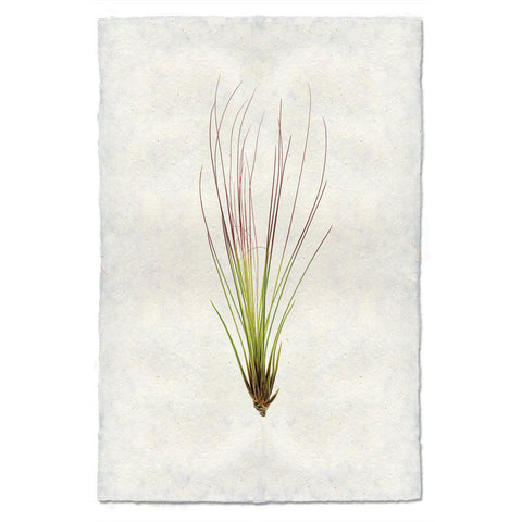 Image of Barloga air plant #7 print on Nepalese paper