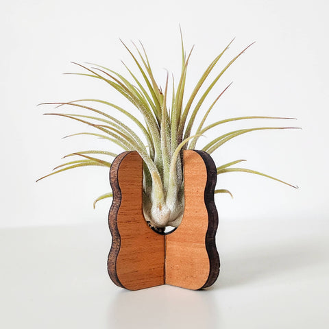 Air Plant Stand - Wooden Holder Display (Wavy Sides)