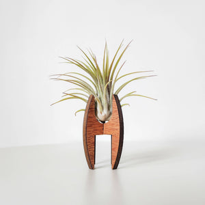 Rounded Wooden Air Plant Display Stand