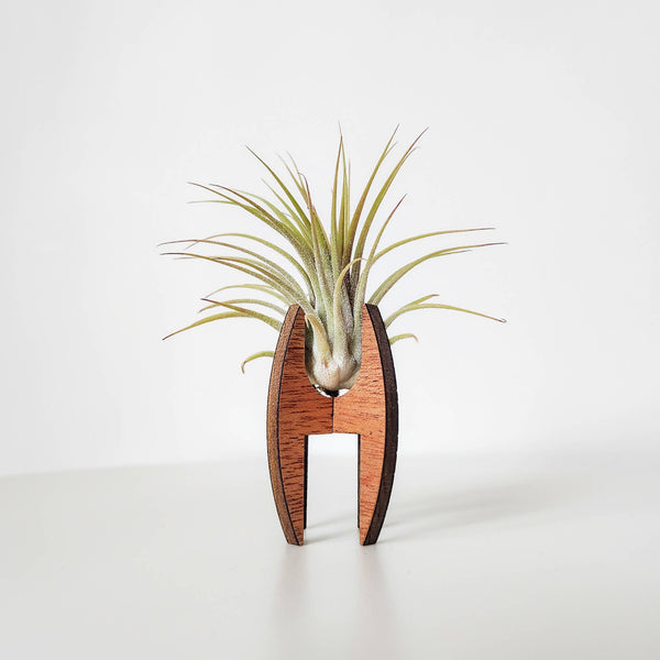 Rounded Wooden Air Plant Display Stand