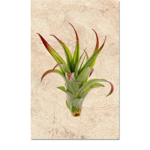 Image of Barloga air plant print on Nepalese paper