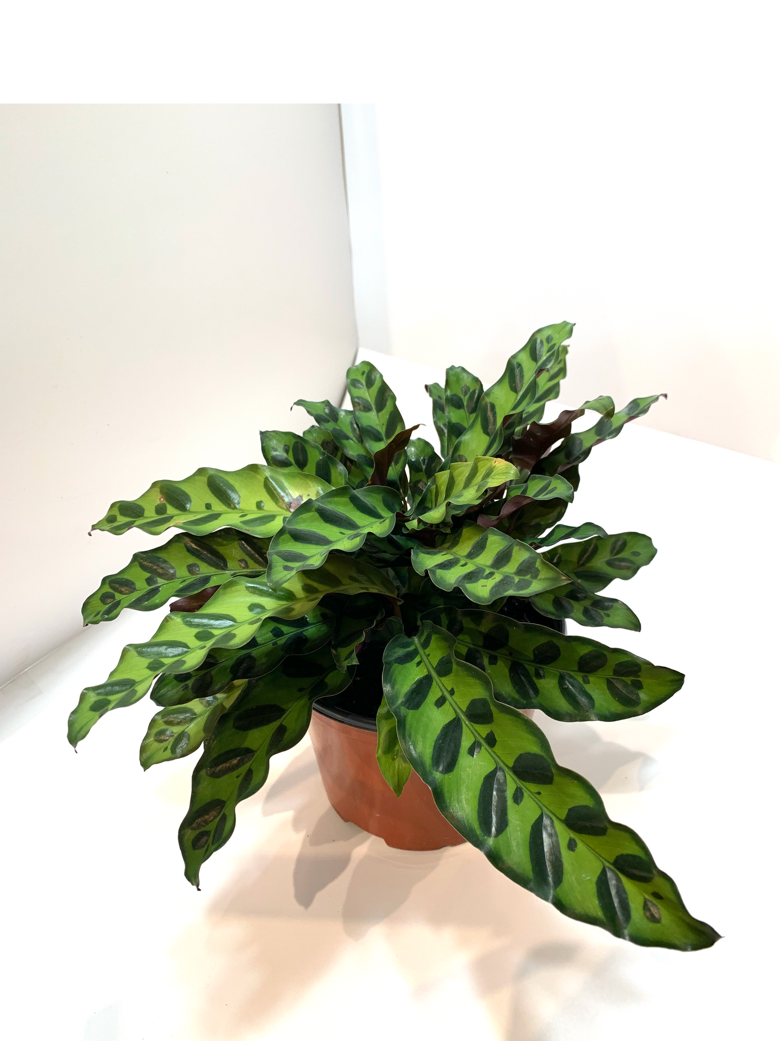 rattle.snake plant American Plant Exchange Rattlesnake Calathea Lancifolia Prayer Plant, Live Tropical Plant, 6-Inch Pot, Air-Purifying Houseplant American Plant